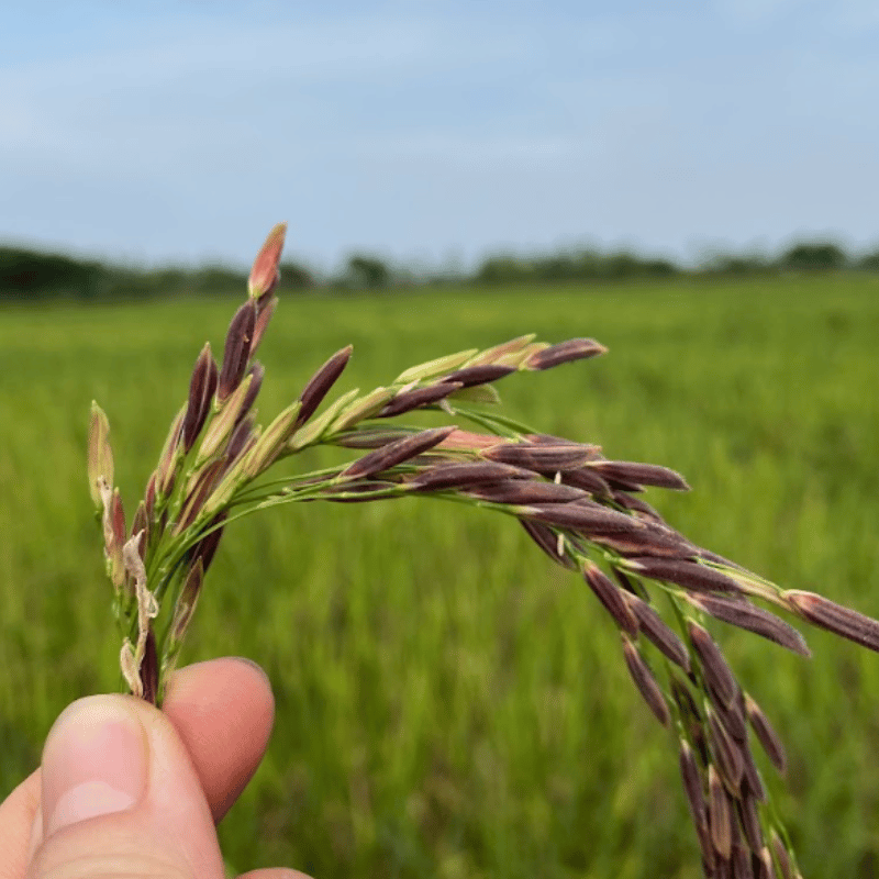 gao-lut-tim-thao-duoc-3